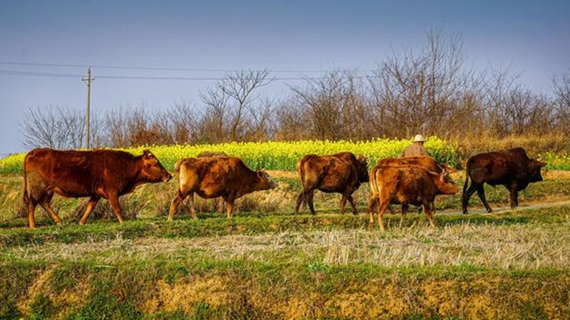 三牛精神-配图.png 三牛精神-配图.png